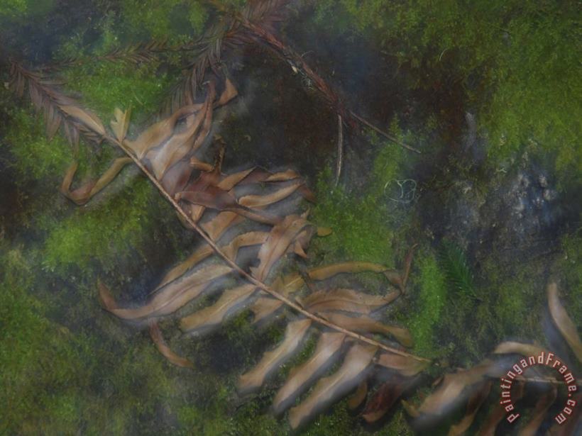 Raymond Gehman Crisp Brown Sword Fern Frond Lying Atop Moss Covered Stones Art Painting