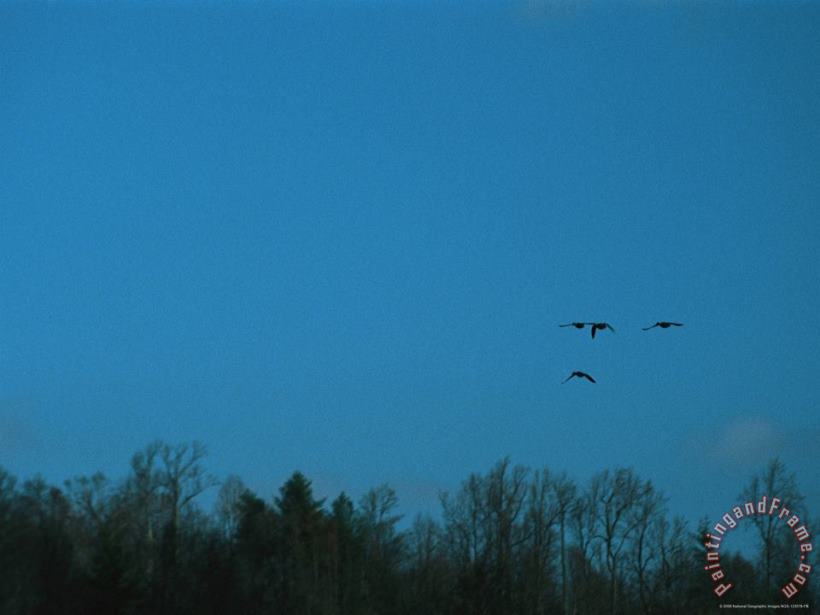 Raymond Gehman Ducks Fly Above The James River in Virginia Art Print