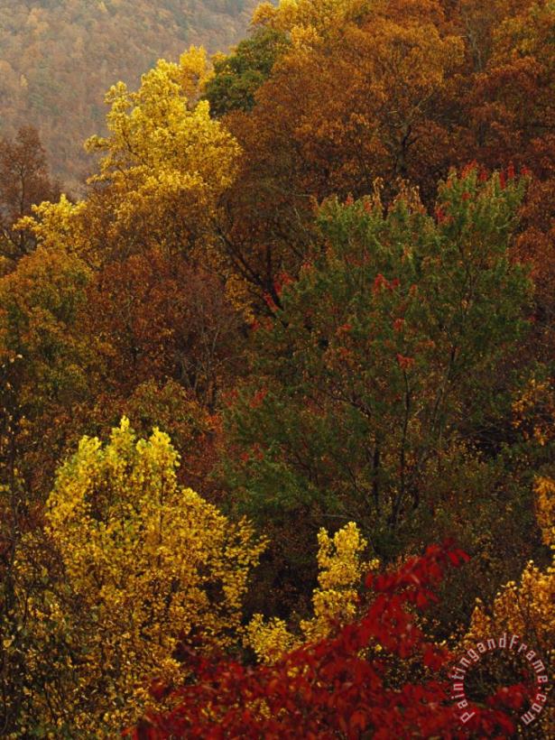 Raymond Gehman Elevated View of a Stand of Forest in Autumn Hues Art Print