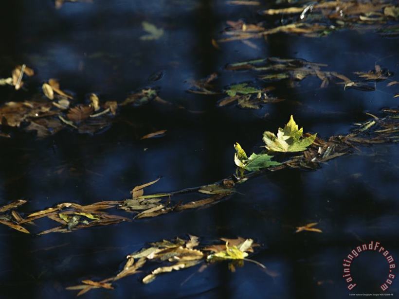 Fall Tinged Maple Leaves Float in Water Reflecting The Blue Sky painting - Raymond Gehman Fall Tinged Maple Leaves Float in Water Reflecting The Blue Sky Art Print