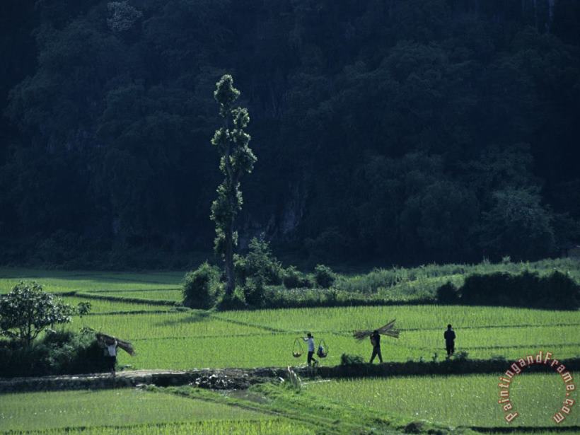 Raymond Gehman Farmers Between Rice Paddies Yangdi Valley Guilin Guangxi China Art Painting