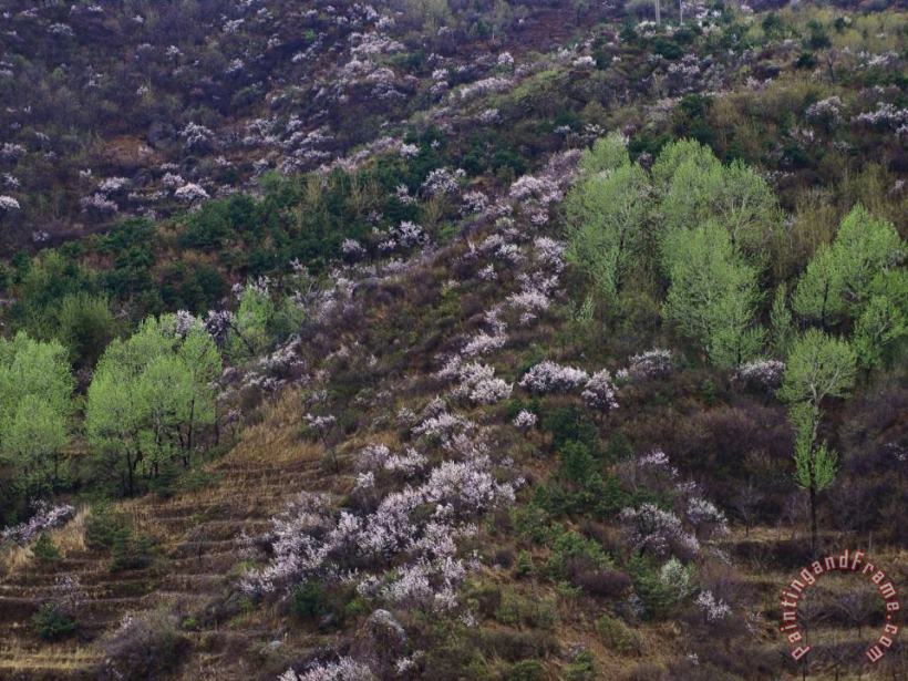 Flowering Plum Trees on a Hillside in Beijing painting - Raymond Gehman Flowering Plum Trees on a Hillside in Beijing Art Print