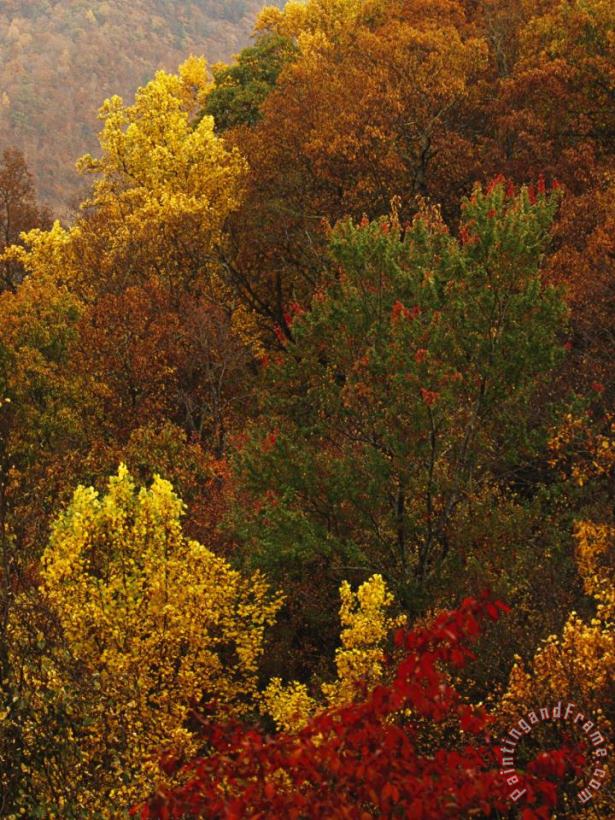 Raymond Gehman Forest Stand of Maples And Oaks in Autumn Hues on a Mountain Side Art Painting