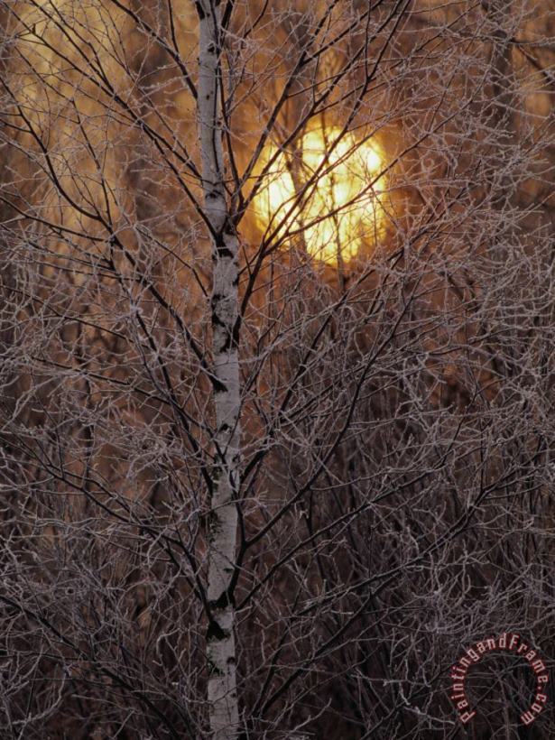 Frost Covered White Birch Trees with The Sun Rising Behind painting - Raymond Gehman Frost Covered White Birch Trees with The Sun Rising Behind Art Print