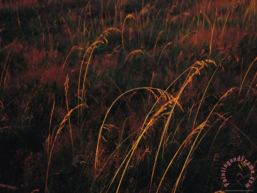 Raymond Gehman Grasses Glow Golden in Evening S Light Art Painting