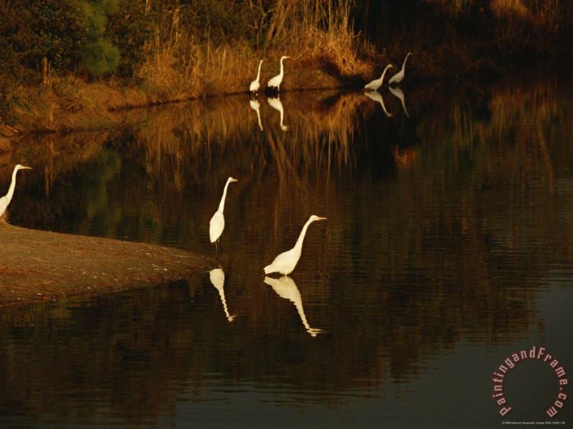 Great Egrets Feeding in a Pond Surrounded with Aquatic Grasses painting - Raymond Gehman Great Egrets Feeding in a Pond Surrounded with Aquatic Grasses Art Print