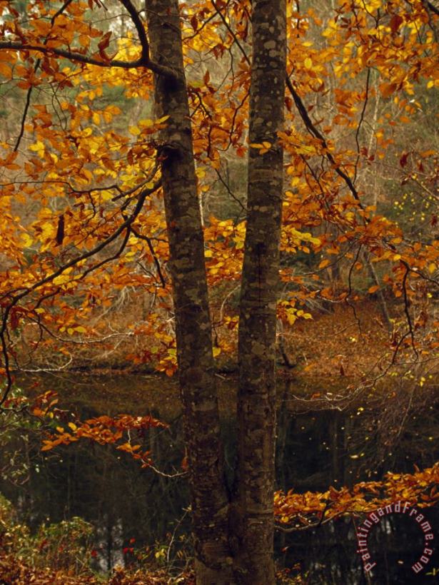 Raymond Gehman Leaves Fall From Beech Tree Along The Obed Wild And Scenic River Art Painting
