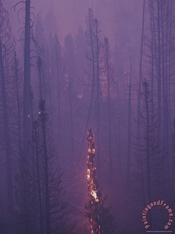Raymond Gehman Lodgepole Pine Trees Burn And Smoulder at Twilight Art Painting