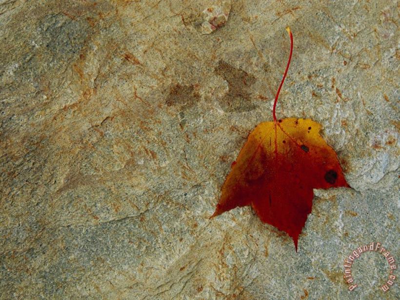 Raymond Gehman Maple Leaf on a Rock in The Fall Art Painting