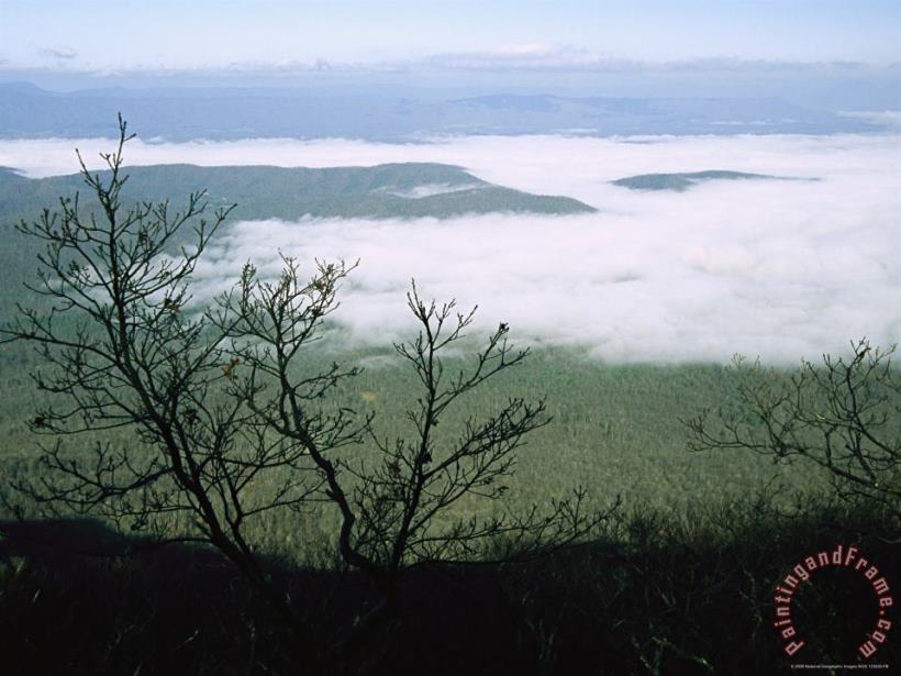 Raymond Gehman Morning Fog Blankets Thunder Ridge in Jefferson National Forest Art Painting