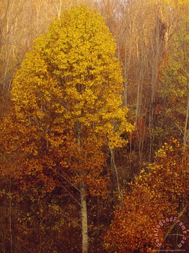 Raymond Gehman Morning View of Autumn Colors in The Jefferson National Forest Art Painting