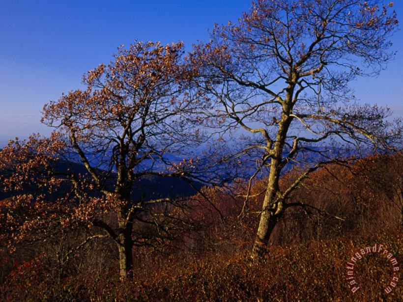 Raymond Gehman Oak Trees in Autumn Colors in a Mountain Scenic Art Print