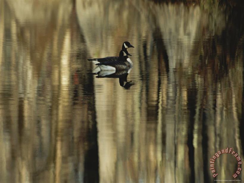 Pair of Canada Geese Swimming in Calm Water painting - Raymond Gehman Pair of Canada Geese Swimming in Calm Water Art Print