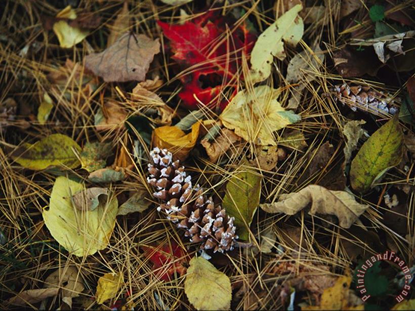 Pine Needles And Cones And Autumn Leaves Along The Appalachian Trail painting - Raymond Gehman Pine Needles And Cones And Autumn Leaves Along The Appalachian Trail Art Print
