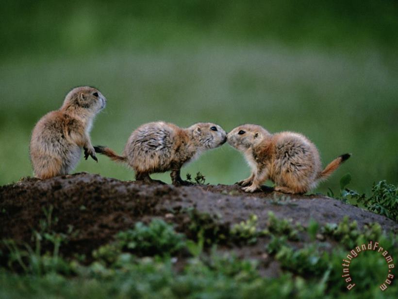 Raymond Gehman Prairie Dogs Touch Noses in a Possible Prelude to Kin Recognition Art Print