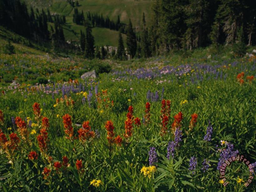 Radiant Summer Blooms Crowd a High Mountain Meadow on The Teton Crest Trail painting - Raymond Gehman Radiant Summer Blooms Crowd a High Mountain Meadow on The Teton Crest Trail Art Print