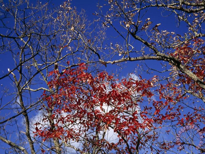Raymond Gehman Red Maple Leaves And Blue Sky Atop Meadow Creek Lookout Art Print