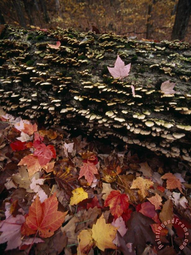 Red Maple Leaves Around a Fallen Tree with Scale Fungus Growth painting - Raymond Gehman Red Maple Leaves Around a Fallen Tree with Scale Fungus Growth Art Print