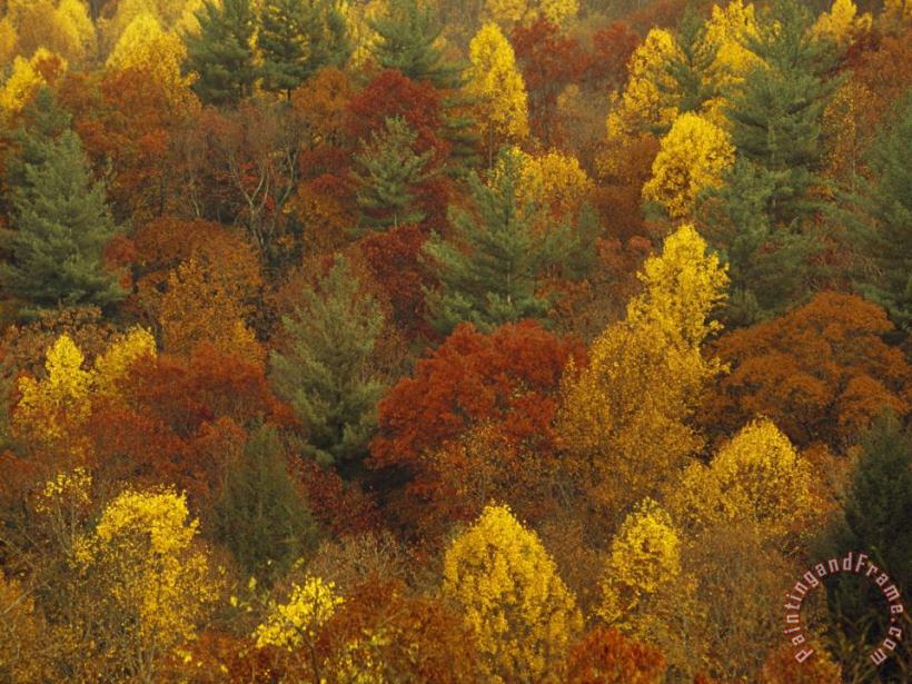 Raymond Gehman Scenic Mountain Forest in Rich Autumn Colors Art Painting
