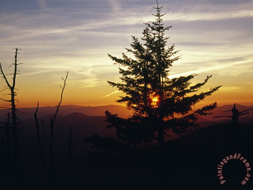 Raymond Gehman Silhouetted Red Spruce at Sunset Atop Clingman S Dome Art Painting