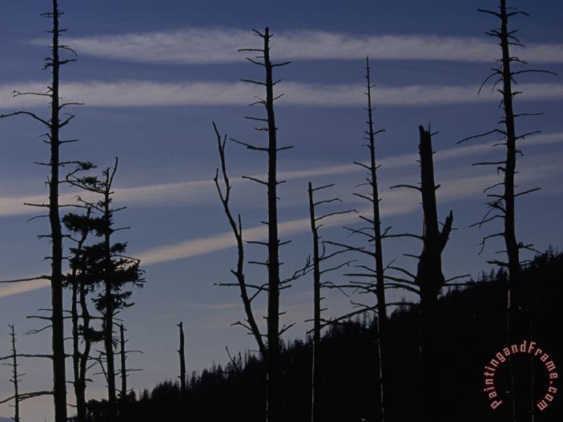 Silhouetted Remains of a Spruce Fir Forest on Clingman S Dome painting - Raymond Gehman Silhouetted Remains of a Spruce Fir Forest on Clingman S Dome Art Print