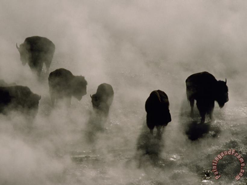 Raymond Gehman Silhouettes in The Mist American Bison Search for Food Midway Geyser Basin Yellowstone Wyoming Art Print