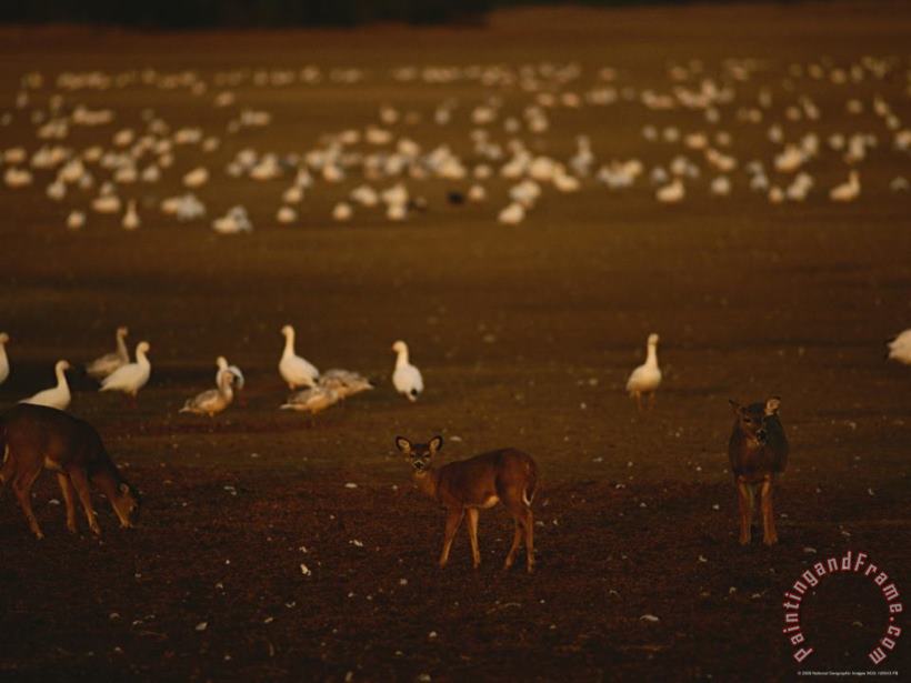 Snow Geese Settle in for The Evening Among Grazing White Tailed Deer painting - Raymond Gehman Snow Geese Settle in for The Evening Among Grazing White Tailed Deer Art Print