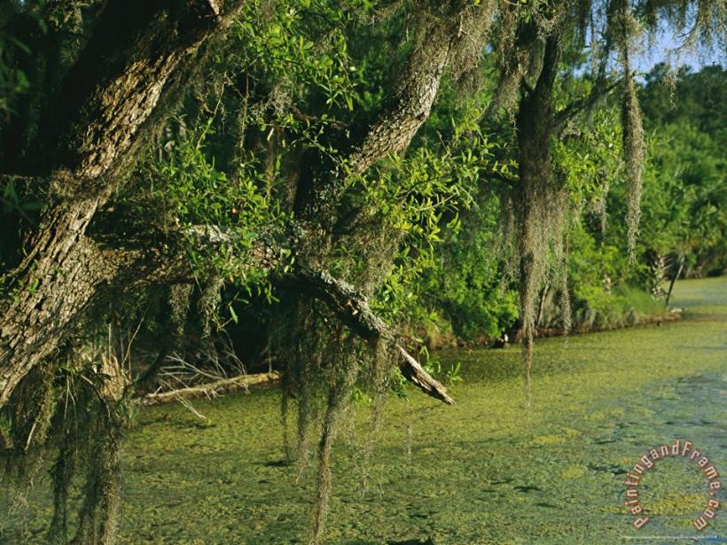 Raymond Gehman Spanish Moss Draped Tree Limbs Hanging Over Algae Covered Water Art Print