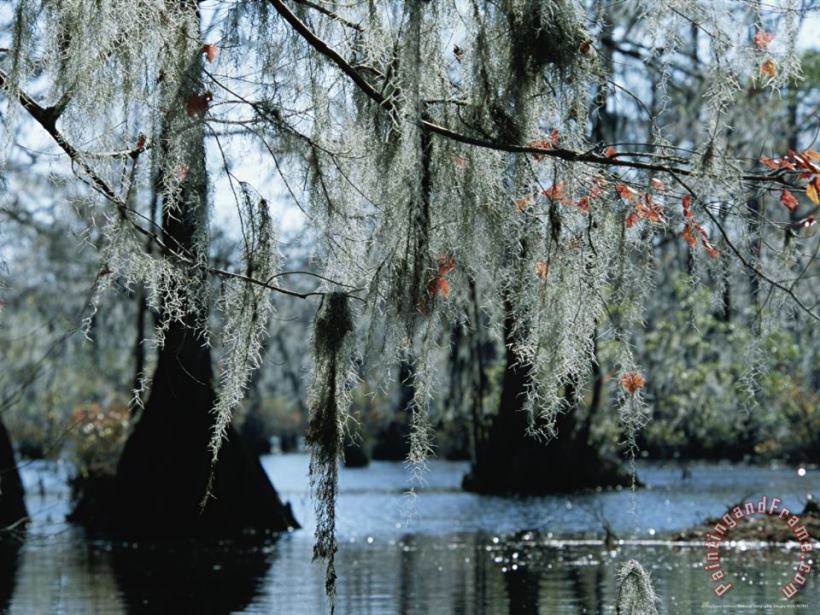 Raymond Gehman Spanish Moss Hanging From The Branches of Bald Cypress Trees Art Print
