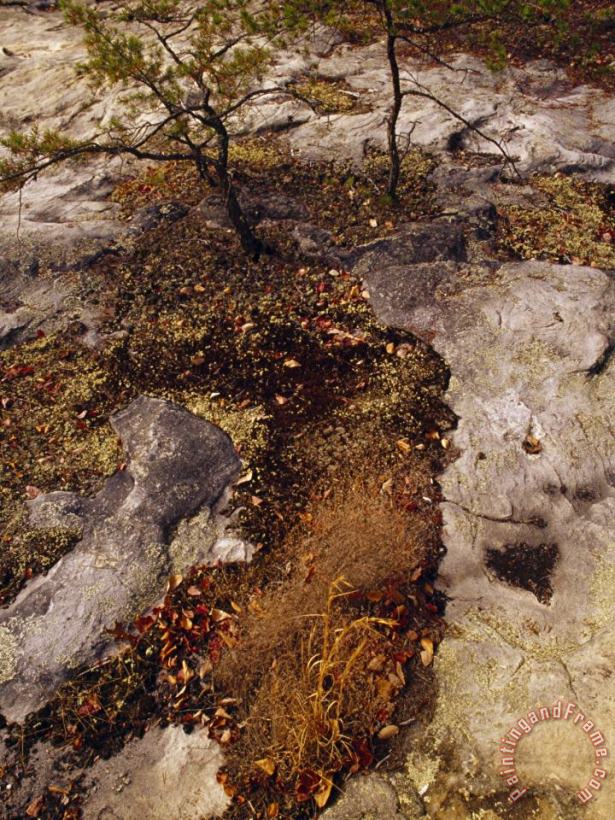 Raymond Gehman Sphagnum Moss Carpeting a Sandstone Formation Art Painting