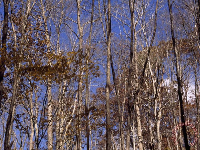 Raymond Gehman Stand of Partially Denuded Trees And Clear Blue Sky Art Painting
