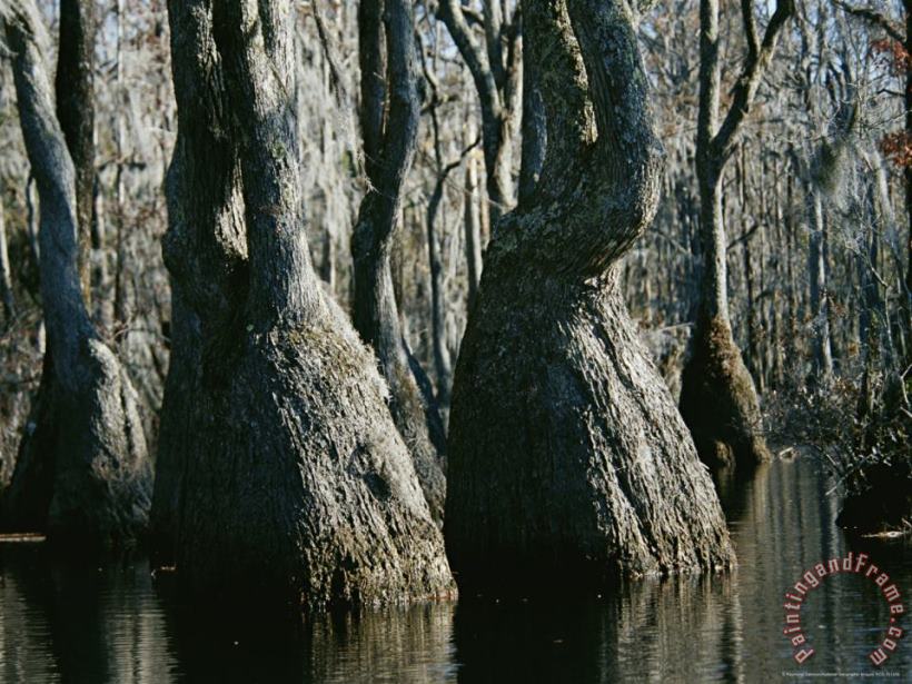 Raymond Gehman Stand of Tupelo Gum Trees in a Swampy Flooded Forest Art Print