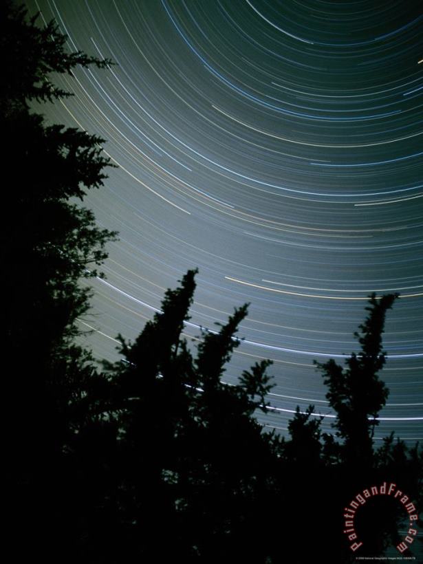 Star Streaks Above Silhouetted Trees painting - Raymond Gehman Star Streaks Above Silhouetted Trees Art Print