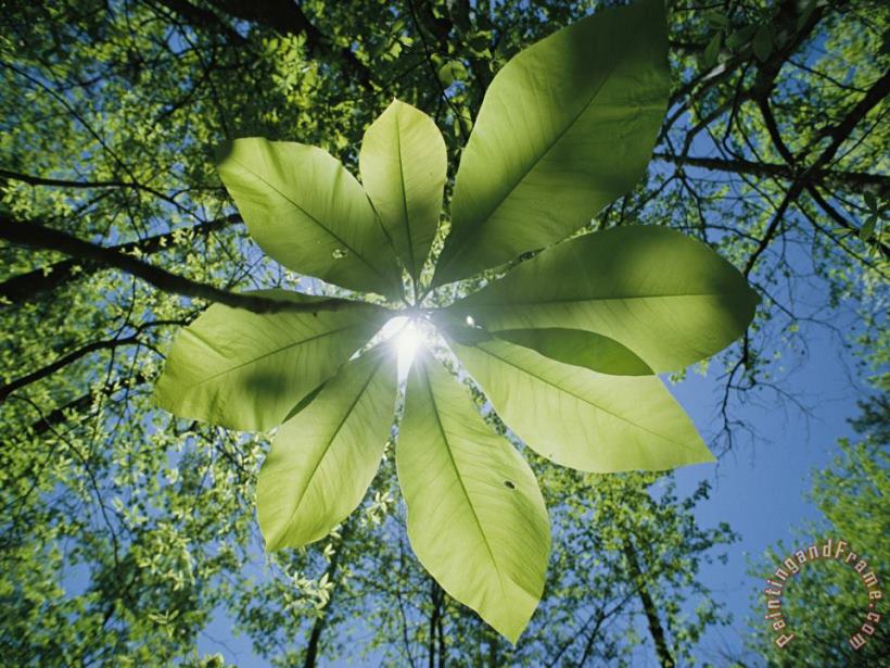 Raymond Gehman Sunlight Filters Through The Leaves of an Umbrella Tree Art Print