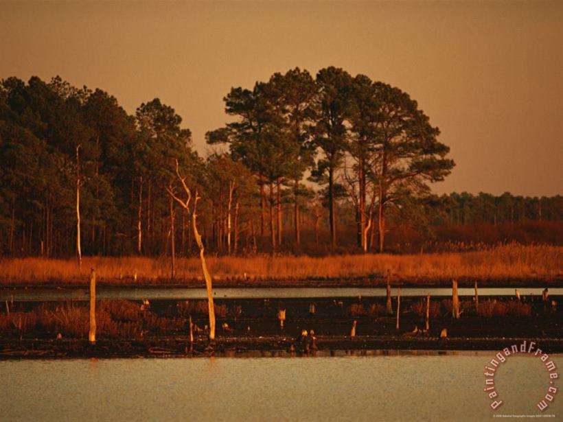 Raymond Gehman Sunset on Loblolly Pines Near a Brackish Tidal Marsh Art Painting