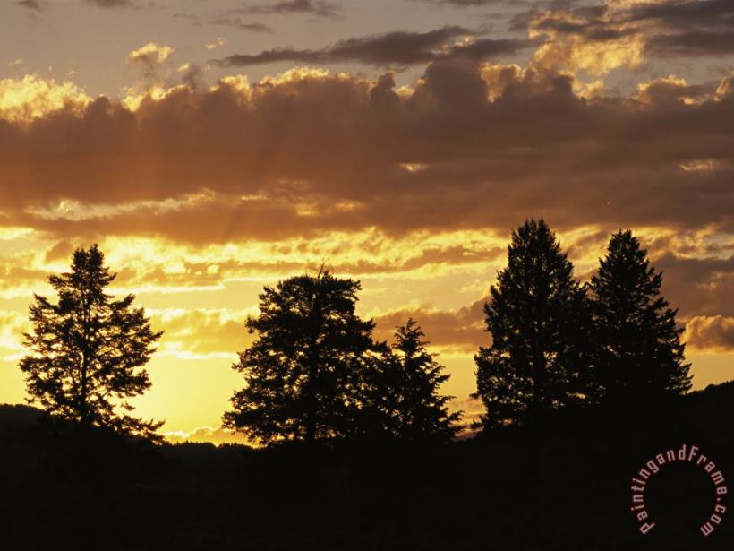 Sunset Over Lamar Valley with Silhouetted Evergreens painting - Raymond Gehman Sunset Over Lamar Valley with Silhouetted Evergreens Art Print