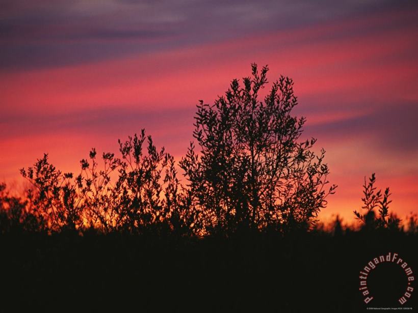 Raymond Gehman Sunset Silhouettes The Birch Trees Along The Mackenzie River Art Print