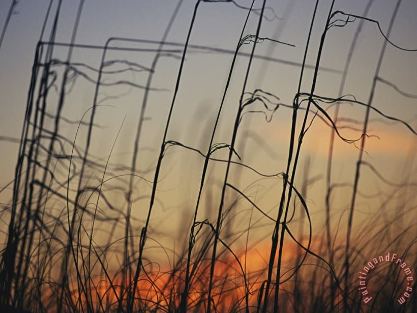 Raymond Gehman Tall Grasses Blowing in The Wind at Twilight Art Print