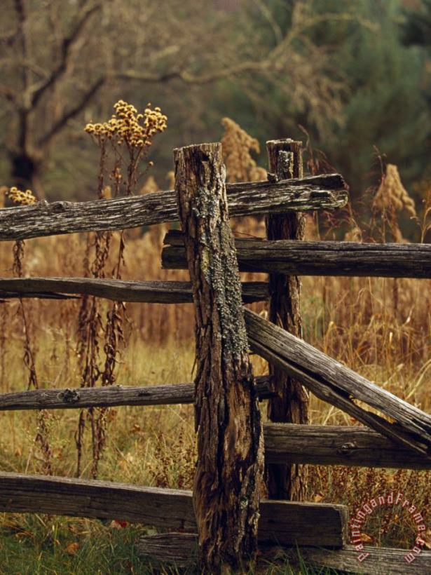 Raymond Gehman Tall Weeds in Autumn Brown Along a Split Rail Fence Art Print