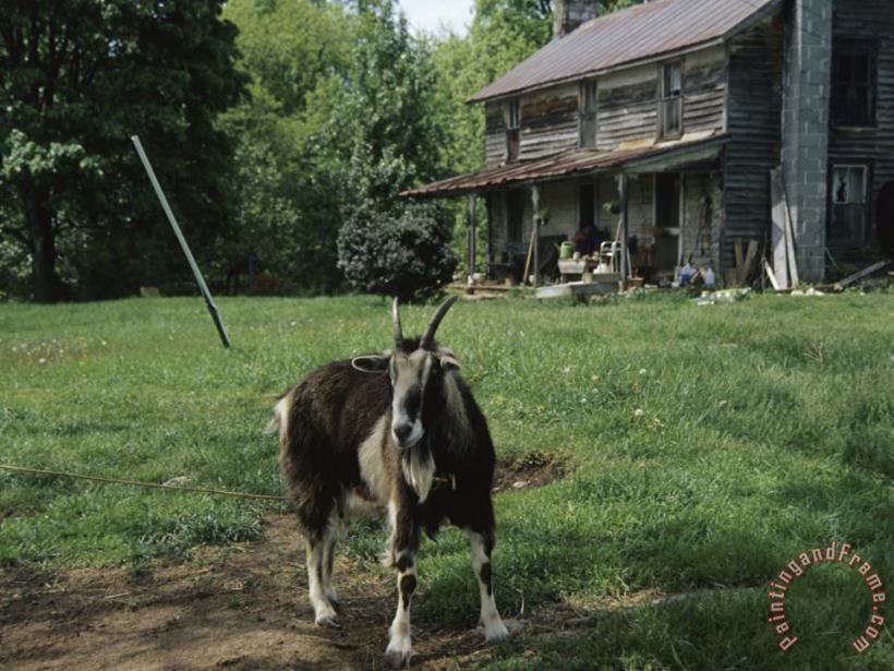 Raymond Gehman Tethered Goat Near an Old Homestead on a Farm Art Print
