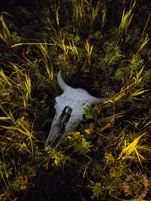 Raymond Gehman The Sun Glows on a Bleached Bison Skull Laying in The Grass Art Print