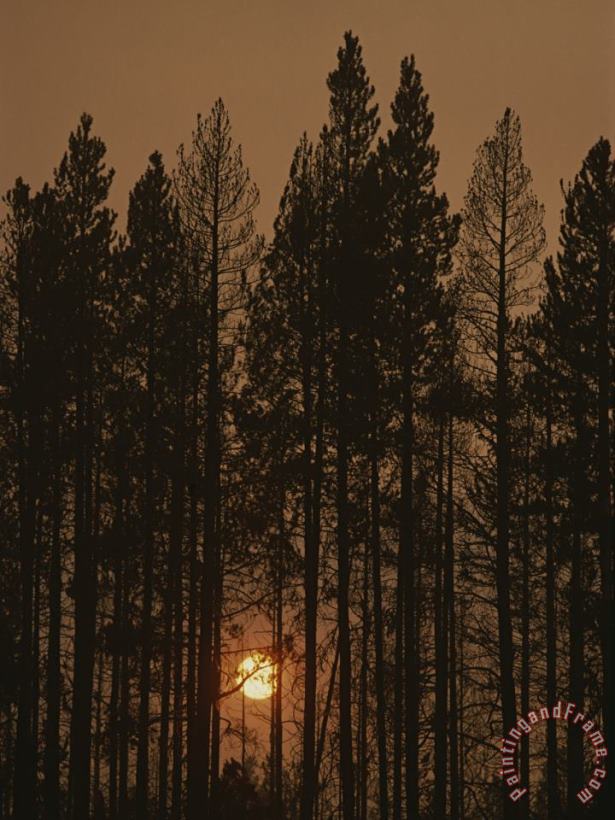 The Sun Sets Behind a Smoke Choked Wood of Lodgepole Pines painting - Raymond Gehman The Sun Sets Behind a Smoke Choked Wood of Lodgepole Pines Art Print