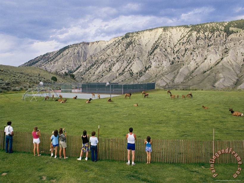 Raymond Gehman Tourists Photograph Elk Or Wapiti Cervus Elaphus in a Playground Area at Park Headquarters Art Print