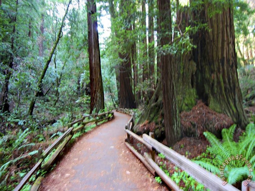 Raymond Gehman Trail And Redwoods in Muir Woods National Monument California Art Painting
