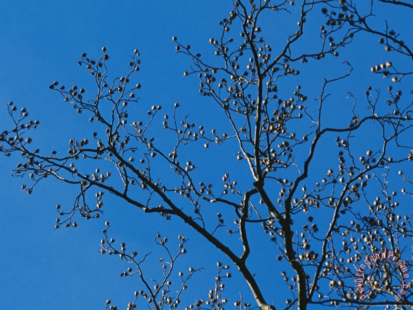 Raymond Gehman Tree Branches in Sunlight Viewed Against a Cloudless Blue Sky Art Print