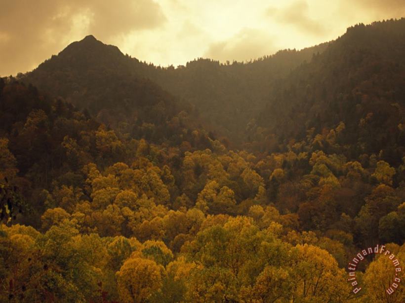 Raymond Gehman Trees in Autumn Hues Covering Ancient Mountain Ridges Art Painting