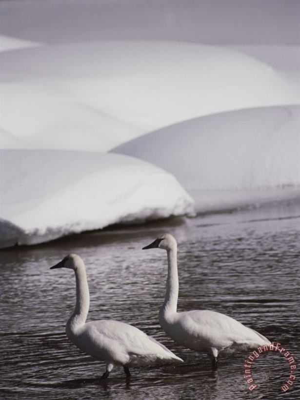Raymond Gehman Trumpeter Swans in a Snowy Landscape Yellow River Wyoming Art Print