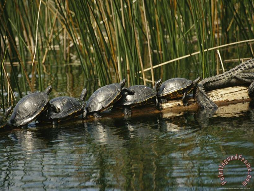 Raymond Gehman Turtles Line Up on The Safe Side of an Alligator Art Print