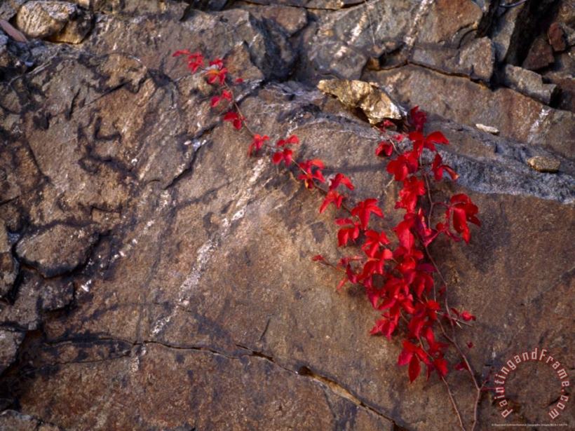 Virginia Creeper in Bright Fall Red Colors Growing on a Boulder painting - Raymond Gehman Virginia Creeper in Bright Fall Red Colors Growing on a Boulder Art Print