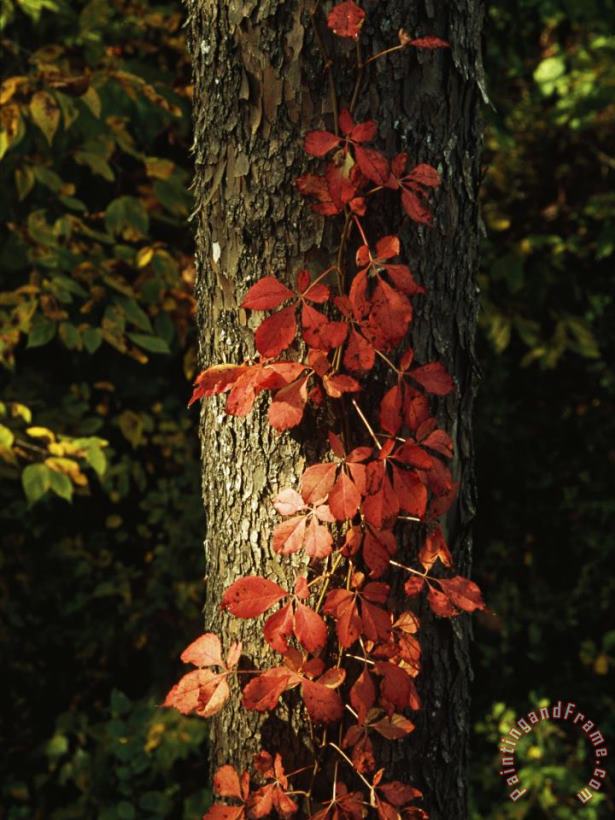 Raymond Gehman Virginia Creeper Vine in Autumn Colors Climbing a Tree Trunk Art Painting
